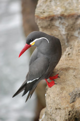 Inca tern looking back at ocean from rock perch
