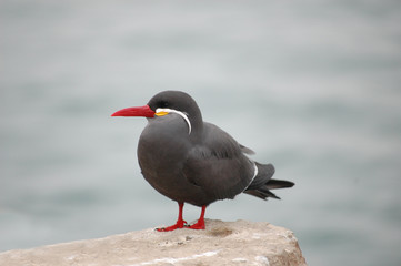 Inca tern looking at ocean from rock perch in Lima, Peru