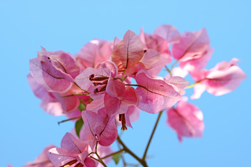 bougainvillée rose fond ciel bleu