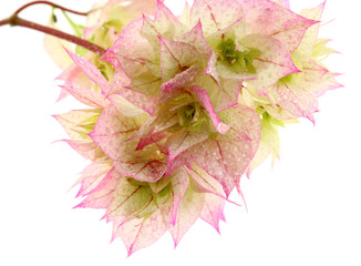 Fototapeta premium bougainvillée translucide fond blanc