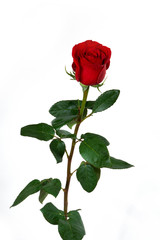 Single red rose on a white background