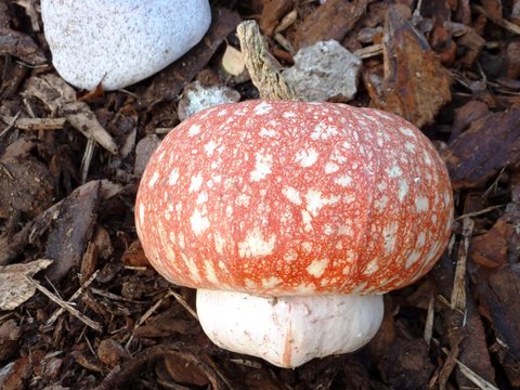 champignon ou courge?