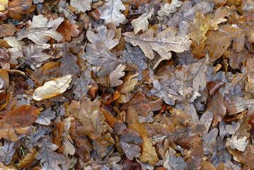 Autumn oak leafs