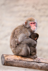 Japanese Macaque in Moscow zoo