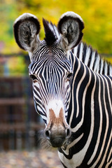 Fototapeta na wymiar Zebra in Moscow zoo
