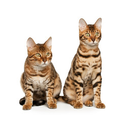 Bengal cats