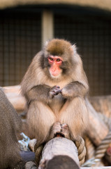 Obraz premium Japanese Macaque in Moscow zoo