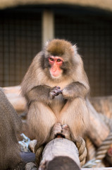 Japanese Macaque in Moscow zoo