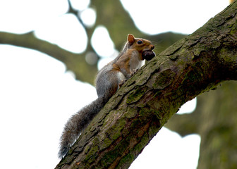 Squirrel