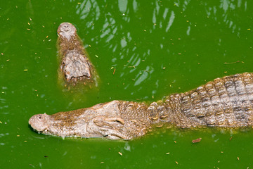 Crocodile