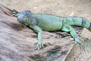 Iguana