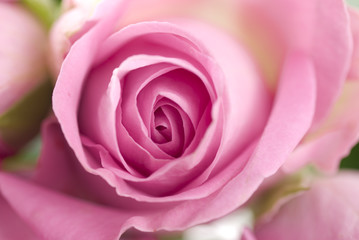 Pink Rose