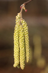 Haselblüten (Corylus avellana, Common Hazel, flowering)