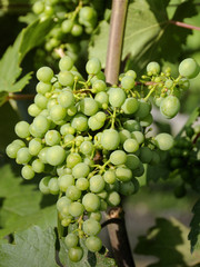 Weinreben in der Wachau
