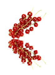 Red currant with water reflection