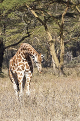 Rothschild  Giraffe