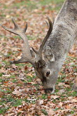 Hirsch beim Aasen im Wald