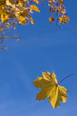 Fallende Herbstblätter