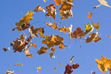 Fallende Herbstblätter