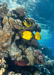 Fototapeta na wymiar Masked Butterfly Fish and corals