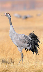 Sandhill crane