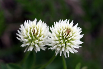 Weissklee (trifolium repens)