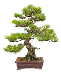 Photo sur Plexiglas Bonsaï bonsaï de pin noir japonais