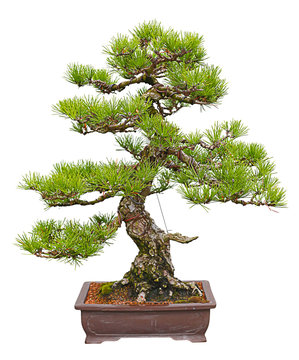 japanese black pine bonsai tree Stock Photo | Adobe Stock