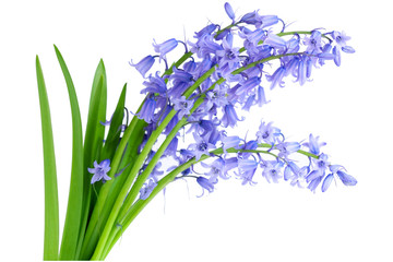 Fototapeta premium Bluebell