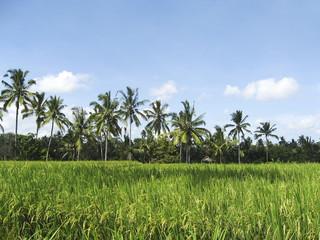 Fototapeta na wymiar bali rice fields