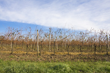 Obraz premium Weinreben in Wien / Herbst
