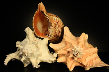 Trio de caracolas