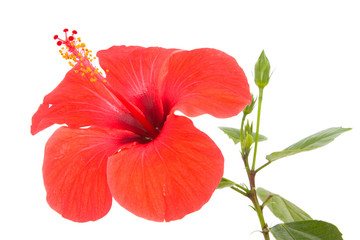 Hibiscus flower and shoot isolated