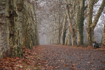 sycamore trees alley with lonesome person