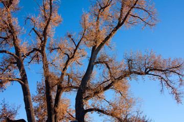 Old Cottonwood against Blue Sky in Autumn