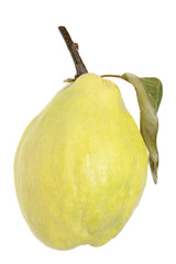Quince on a white background