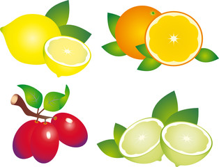 Fruits vector