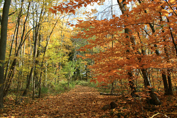 Autumn Forest