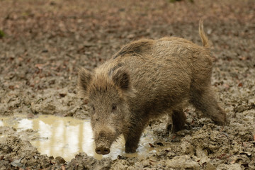 Wildschwein
