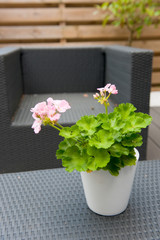 Pelargonium in modern garden
