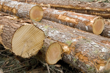 A collection of newly cut timber from a logging operation