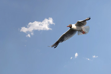 Seagull in flight ..