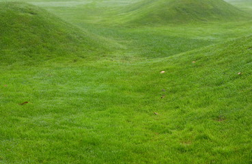 Obraz na płótnie Canvas Close up image of fresh spring green grass