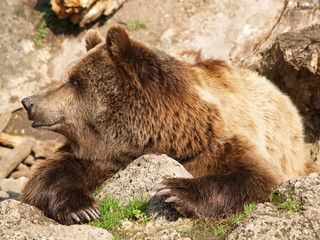 braunbär