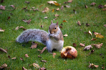 Squirrel eating an apple