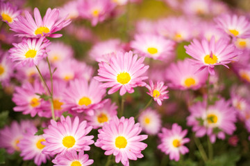 Fototapeta premium Flowers in a garden