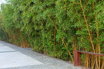 Bamboo forest in a park