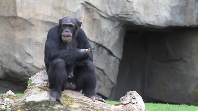 Chimpanc&eacute; comiendo