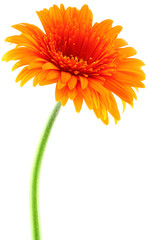 gerbera orange fond blanc