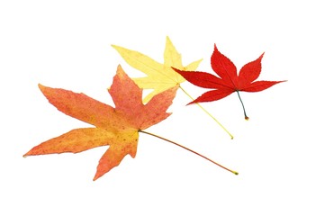 maple leaves